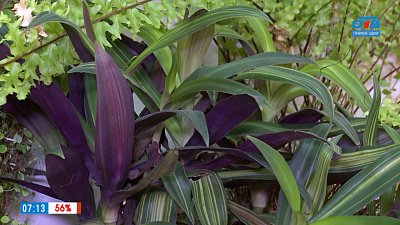 О помощи больным растениям в рубрике «Зеленый доктор»