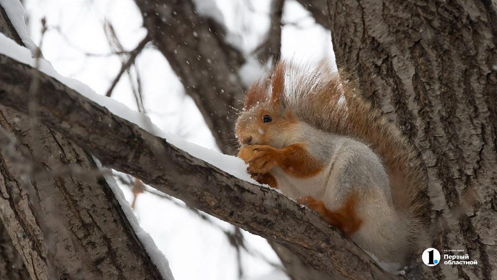 Ночной мороз и резкое потепление днем ожидается в Челябинской области 27 января