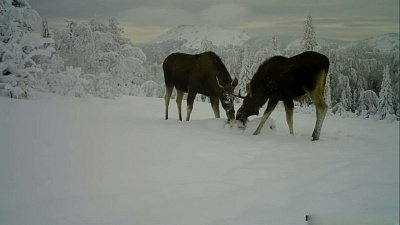 В нацпарке «Таганай» лоси лакомятся солью