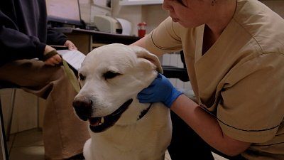 В Челябинске клещевой сезон наступит раньше