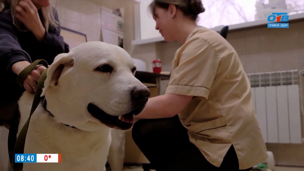 Подготовка питомца к сезону клещей в рубрике «Усы, лапы и хвост»