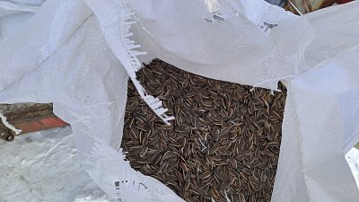 На Южный Урал в январе ввезли 1200 тонн китайских семечек