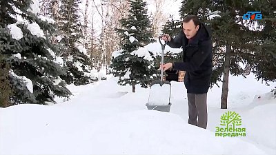 В новом выпуске «Зеленой передачи» эксперты приступили к садовым работам