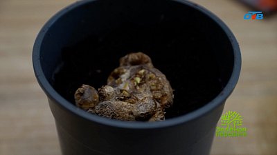 Зачем покупать цветы зимой?