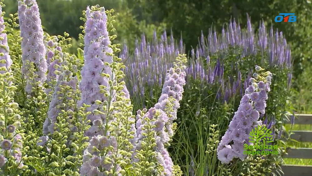 Обзаведитесь миксбордером на участке