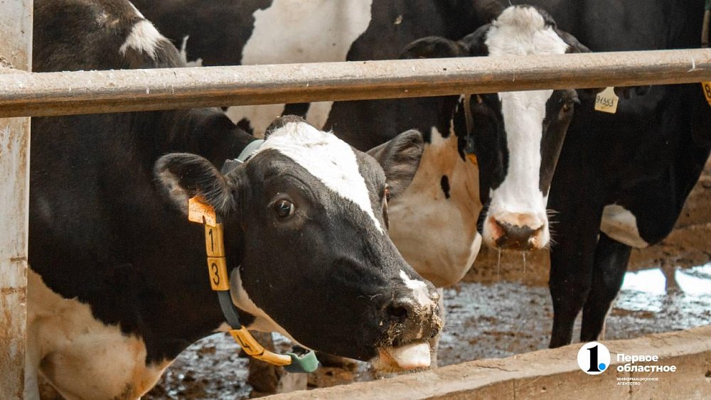 Минсельхоз готовит новые меры поддержки для сельских потребкооперативов