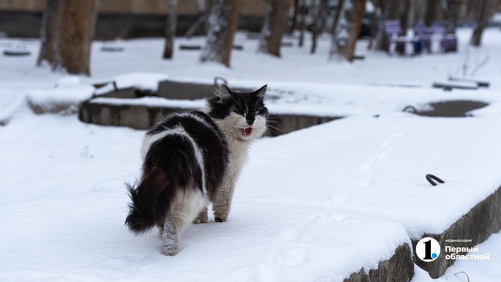 В Челябинской области уже шесть животных заразились бешенством в январе 2025 года