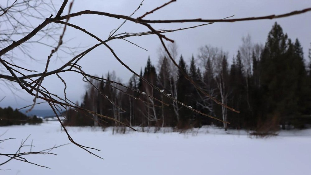 В Челябинской области из‑за аномально теплой погоды распустилась верба
