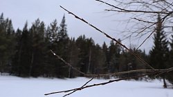 В Челябинской области из‑за аномально теплой погоды распустилась верба