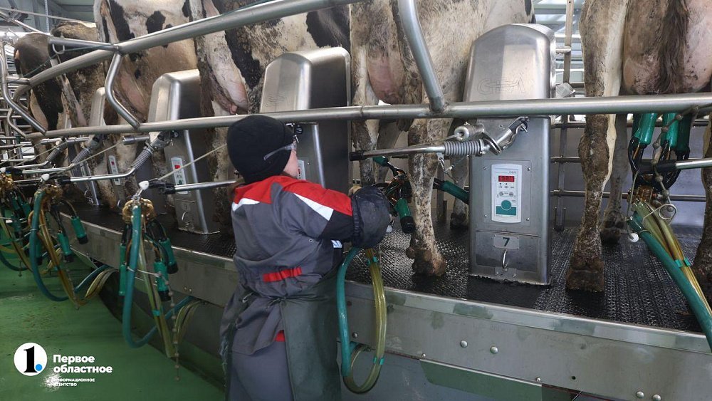Корова из Челябинской области вышла на рекорд по продуктивности в стране
