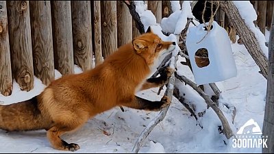 Сотрудники челябинского зоопарка подготовили сюрприз для лис