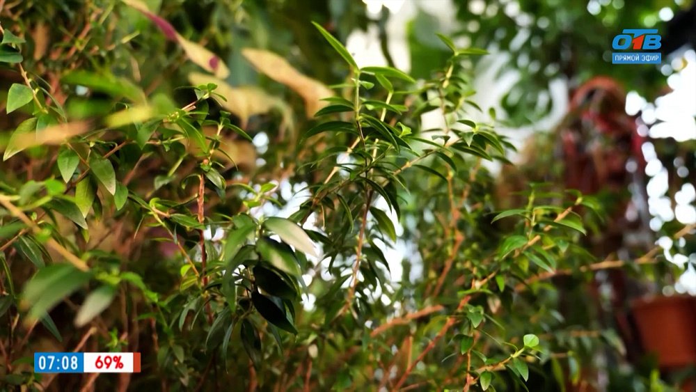 Почему погибает комнатный цветок мирт? — в рубрике «Зеленый доктор»