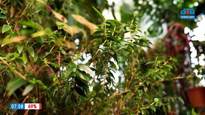 Почему погибает комнатный цветок мирт? — в рубрике «Зеленый доктор»