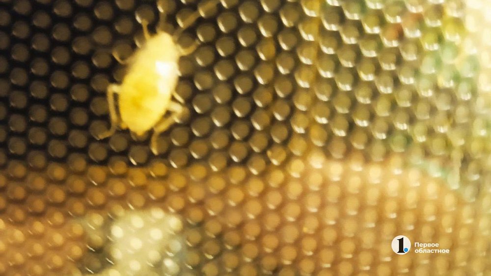 Белые тараканы поселились в квартире челябинки