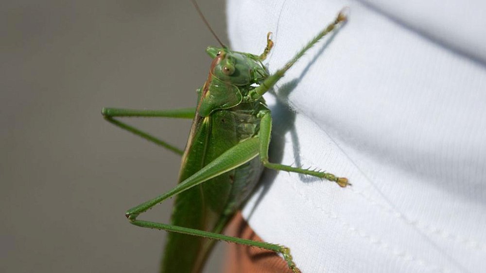 Челябинской области угрожает нашествие саранчи летом