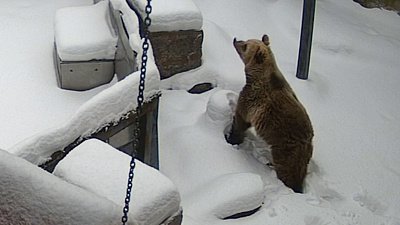 Медведица Шкода проснулась раньше срока 