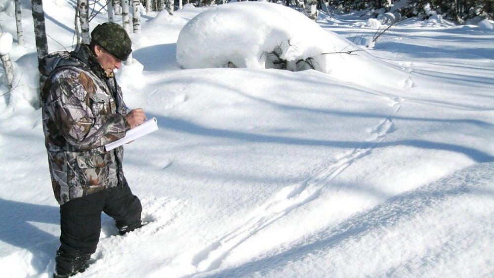 Лосей, косуль, рысей, кабанов считают в Челябинской области