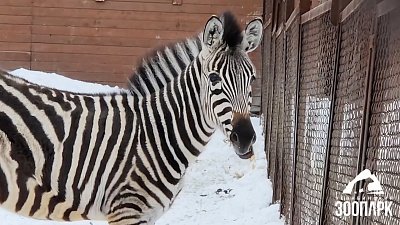 Сотрудники Челябинского зоопарка устроили сюрприз для зебр
