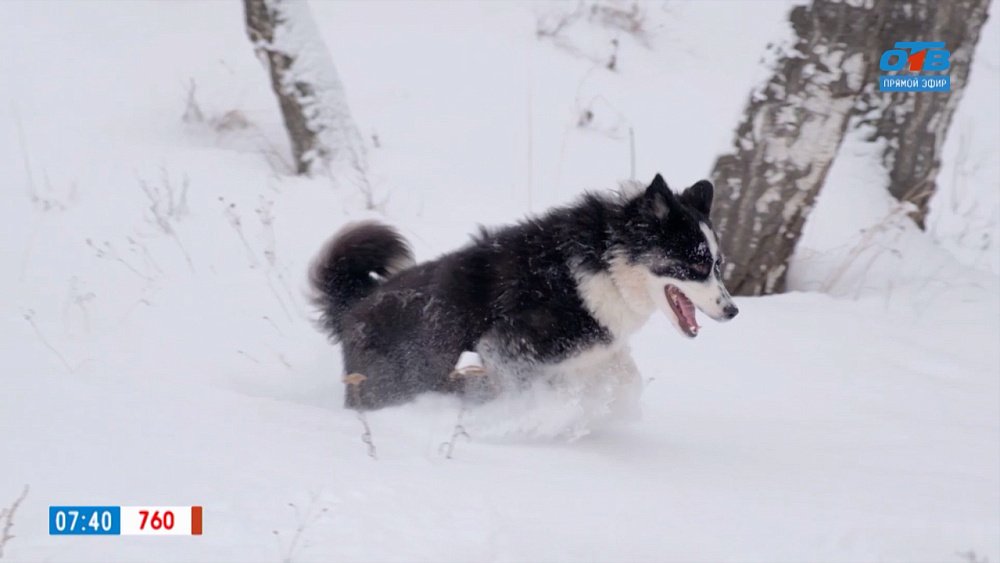 Якутская лайка в рубрике «Усы, лапы и хвост»