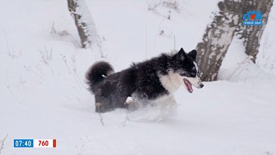 Якутская лайка в рубрике «Усы, лапы и хвост»