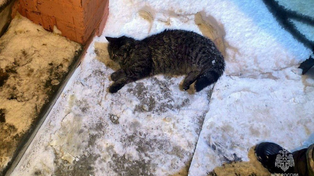 На пожаре в Копейске спасли женщину и кошку