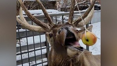 В Челябинском зоопарке марал охотится на яблоки
