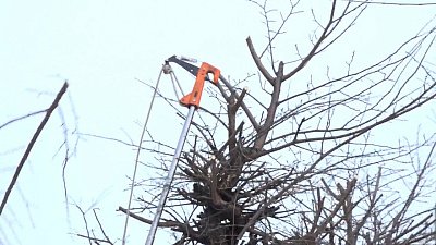 В Снежинске готовят деревья к летнему сезону