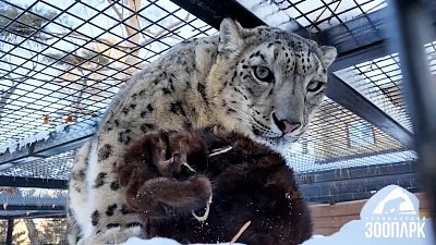 В Челябинском зоопарке подарили ароматные подарки хищным кошкам