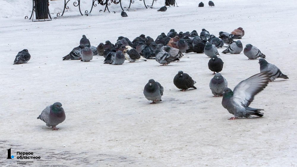 Небольшой минус, порывистый ветер и туманы обещают в Челябинской области 12 февраля