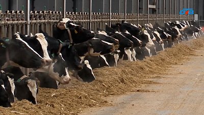 В Нязепетровском районе регистрируют крупный рогатый скот