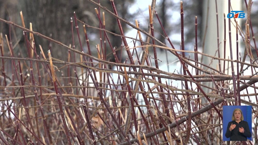 В Снежинске идет обрезка деревьев