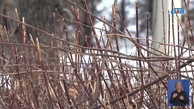В Снежинске идет обрезка деревьев