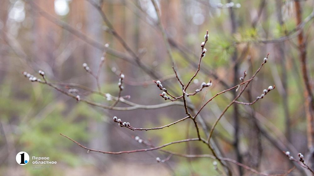 Сезон цветения деревьев в Челябинской области начнется раньше обычного