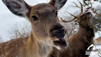 В Челябинском зоопарке олень Петр не любит делиться