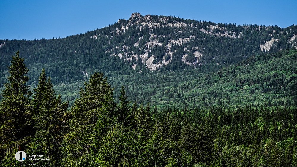 В Челябинской области в честь 80‑летия Победы высадят 1,5 тысячи саженцев леса