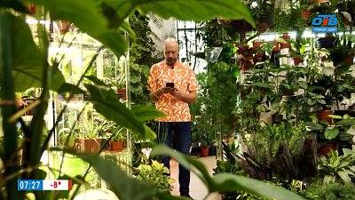 Были красавцы, а стали страдальцы в рубрике «Зеленый доктор»