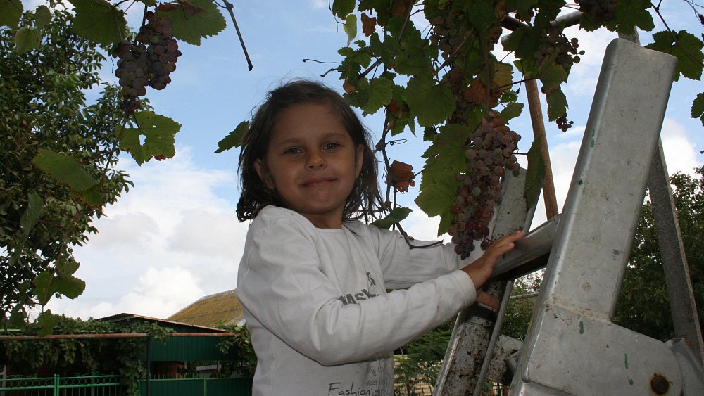 Виноград вместо антидепрессантов: ученые ЧелГУ нашли новый способ борьбы со стрессом