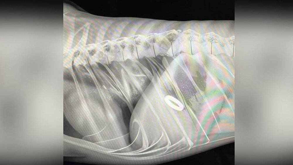 В Челябинске пес проглотил помолвочное кольцо в День святого Валентина