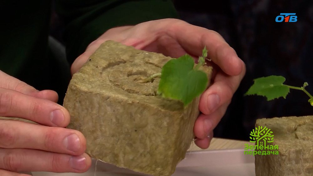 Новинки для садоводов