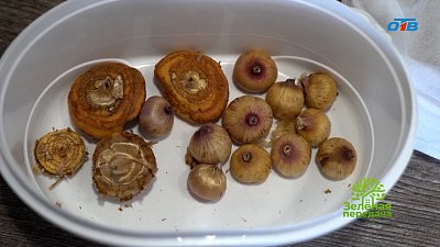 Как сделать цветение гладиолусов пышным?