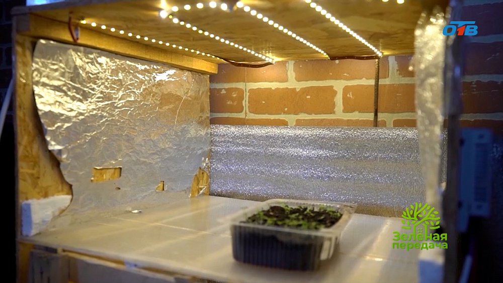 Закалка и досвечивание рассады