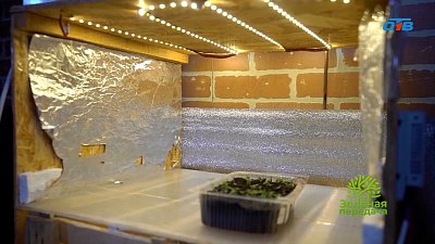 Закалка и досвечивание рассады