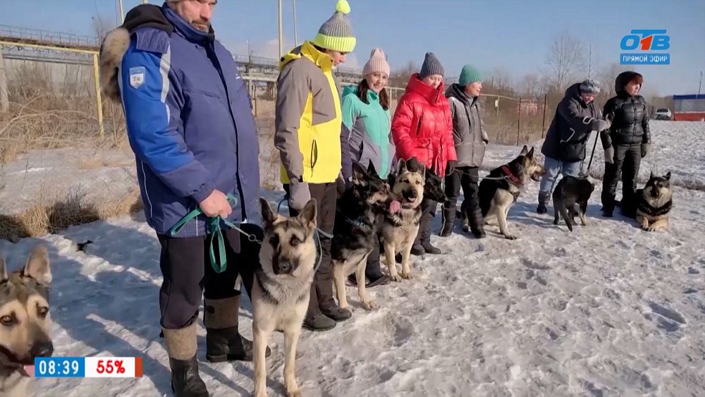 Восточно-европейские овчарки в рубрике «Усы, лапы и хвост»