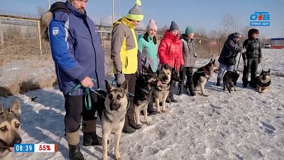 Восточно-европейские овчарки в рубрике «Усы, лапы и хвост»