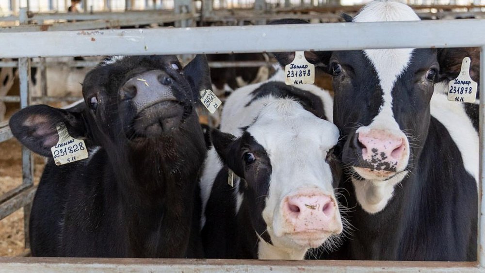 Челябинская больница получила мясо несуществующих чувашских коров