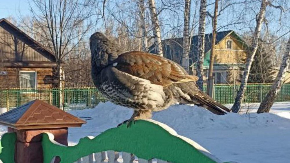 Дикий глухарь стал гостить на частном подворье в Челябинской области