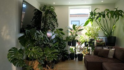 Как правильно озеленить квартиру или дом?