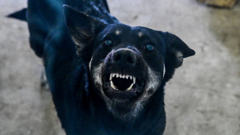 Карантин по бешенству ввели в двух поселках Челябинской области