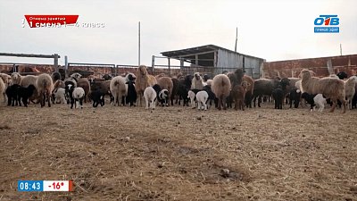 О путешествии на конеферму в поселке Нововоронинском в рубрике «Из города — в деревню»