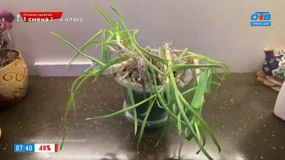 Последний шанс для алоэ в рубрике «Зеленый доктор»